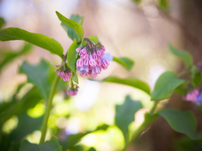 How to Let Spring Support You