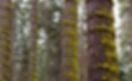 Tall trees with green moss on trunks in a dense forest. Overcast sky visible through branches. Calm and natural setting.
