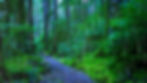 Mossy forest trail winding through tall green trees, with lush undergrowth and a calm, misty feel.