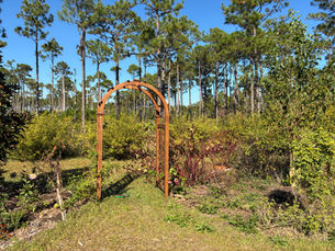 “A wooden garden arbor stands at the entrance of a natural backyard garden surrounded by mixed plants and shrubs. Tall pine trees rise in the background under a clear blue sky, creating a peaceful, forested landscape.