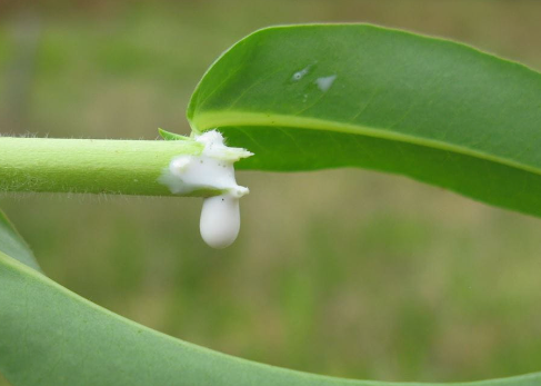 The Survivalist's Guide to Edible Plants: Identifying, Testing, and Utilizing Wild Flora