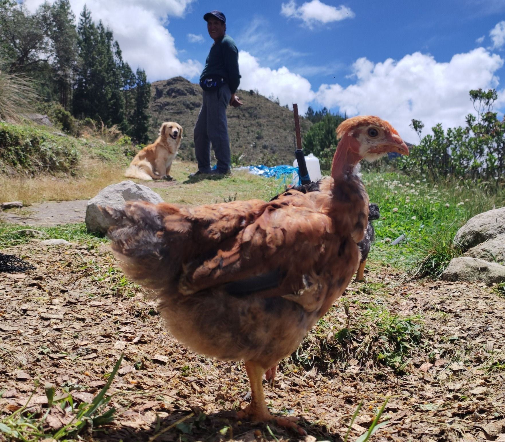 Pollo Francés Mejorado