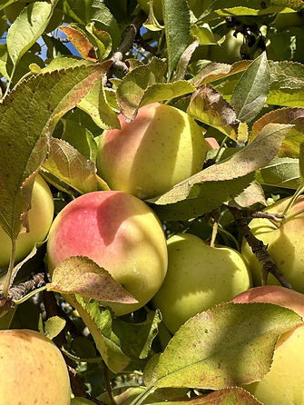 apples.jpg