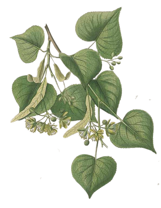 Livret Plantes sauvages.png