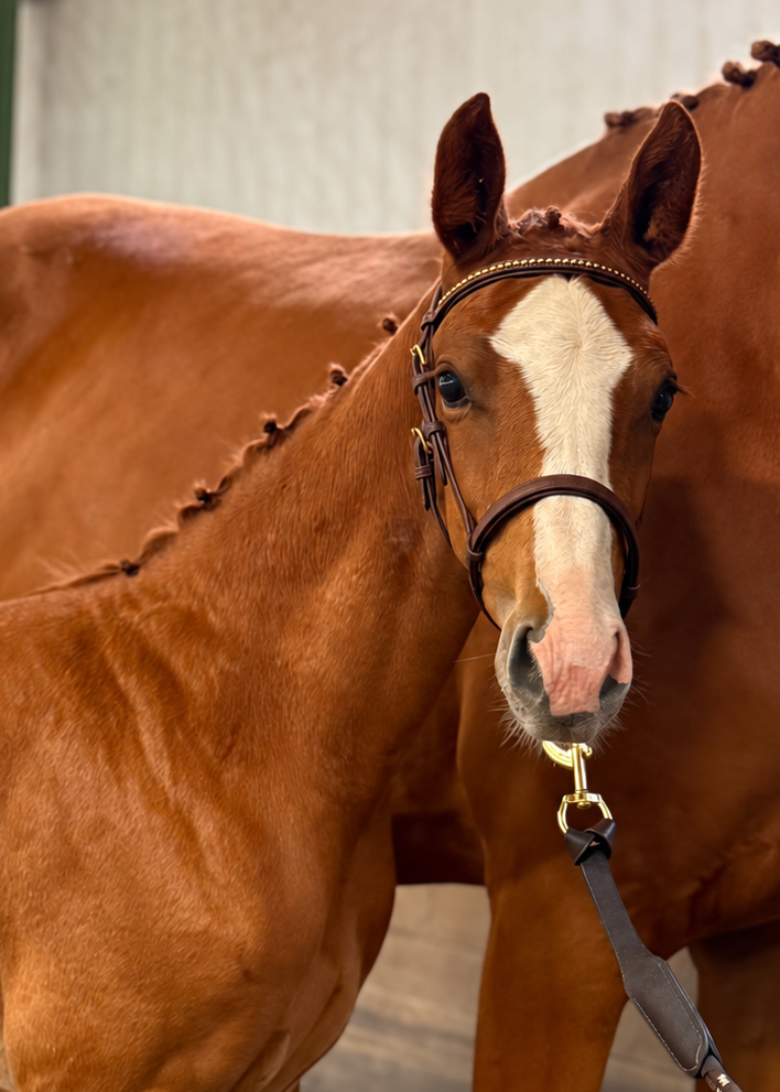 Epona's Fidelia