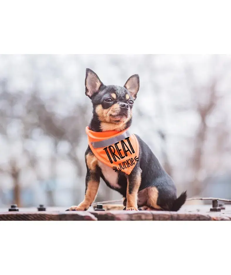 Thumbnail: Treat Junkie Dog Bandana | Funny Pet Humor Accessory