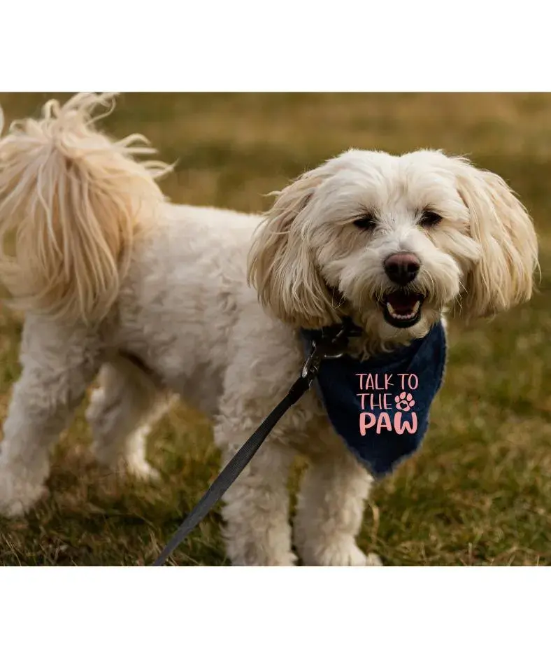 Thumbnail: Talk to the Paw Dog Bandana | Sassy Pet Accessory