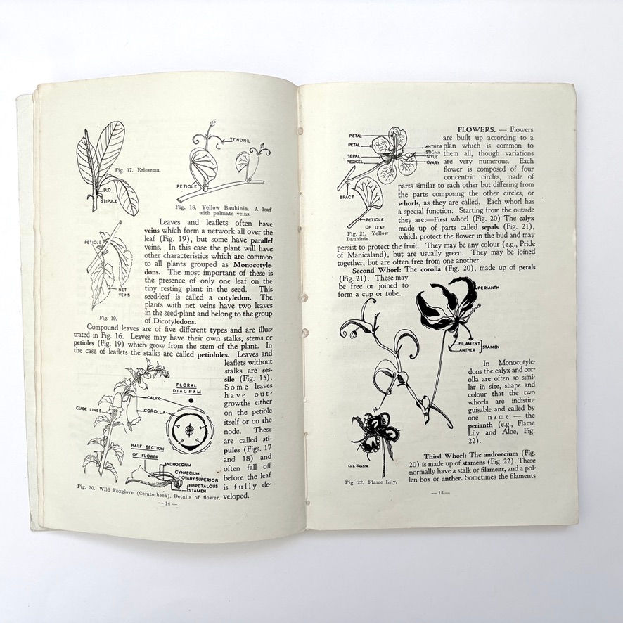 Thumbnail: Botanical illustrations and floral diagram in Common Veld Flowers