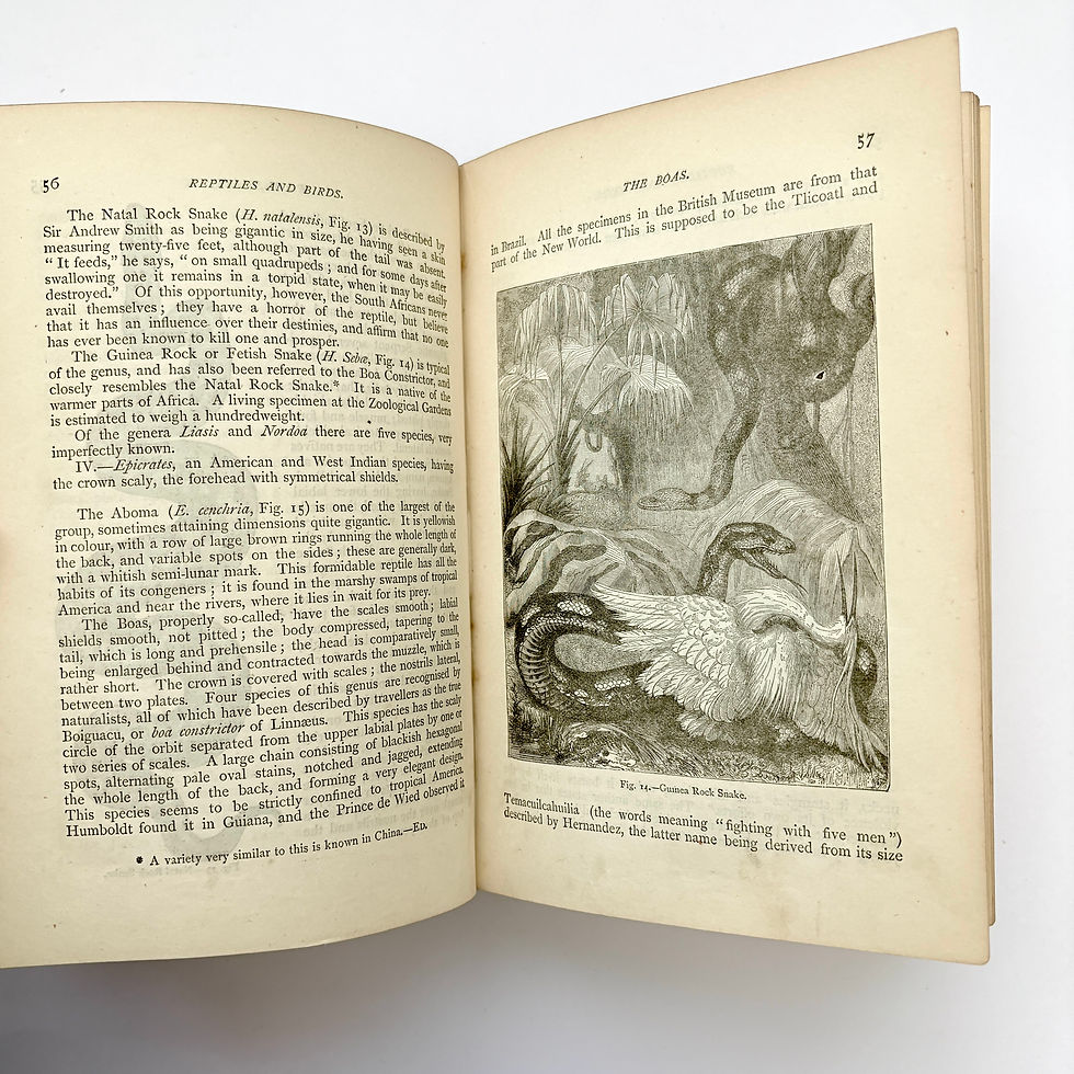 縮圖：Guinea Rock Snake engraving Victorian zoology illustration