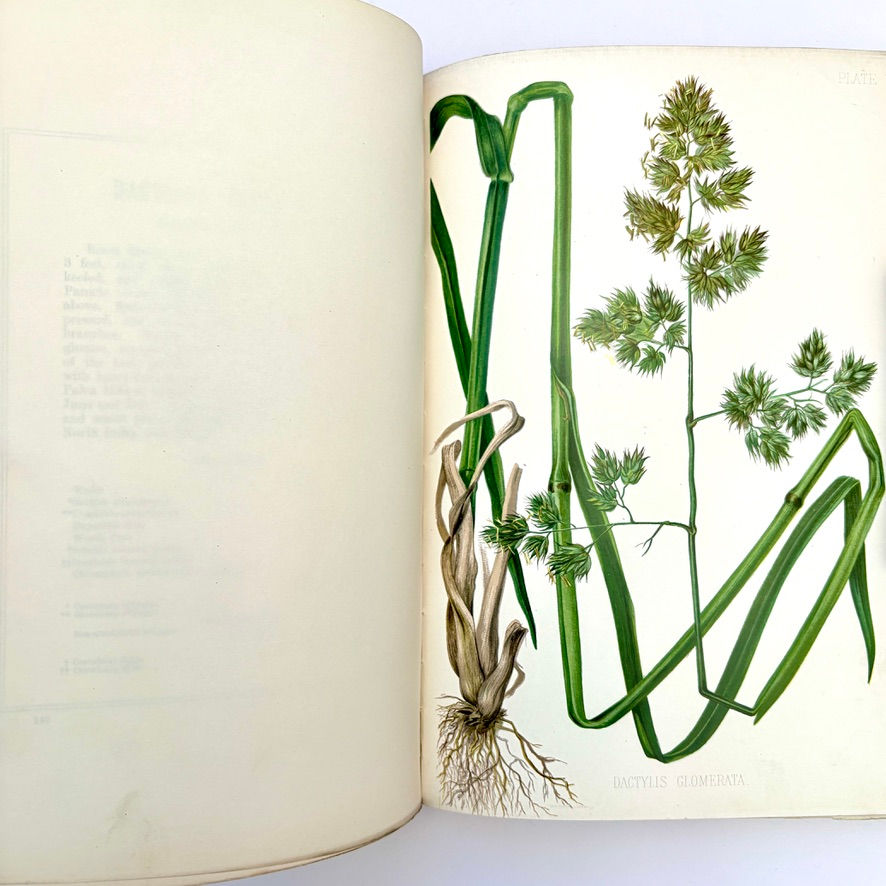 Miniatura: Dactylis glomerata coloured botanical plate