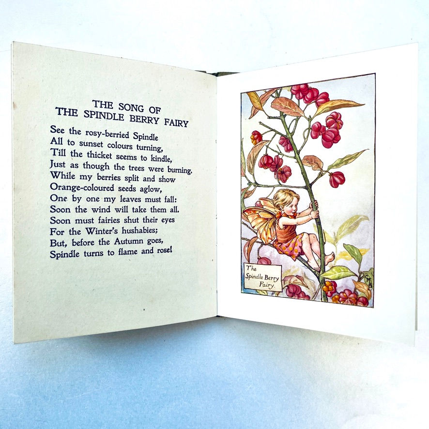 Miniatura: Full-page colour plate – The Spindle Berry Fairy facing text page of Cilely Barker's book