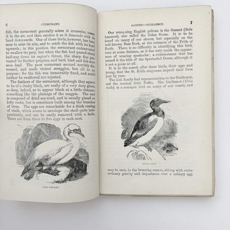 縮圖：Illustrations of Gannet and Guillemot in Common Objects of the Sea-Shore 1857 edition