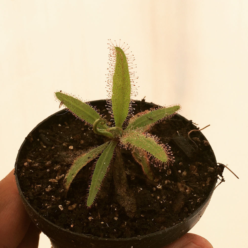 Drosera Adelae