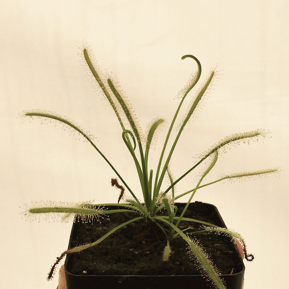 Drosera Capensis Alba
