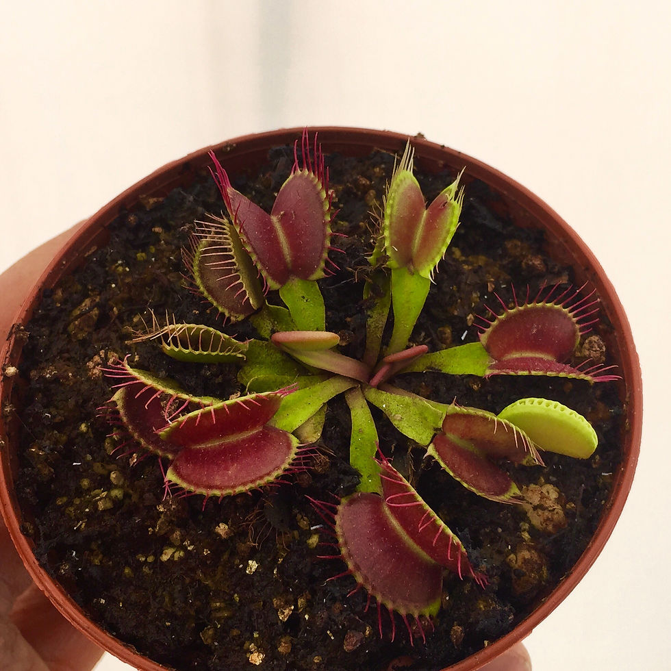 Dionaea Muscipula