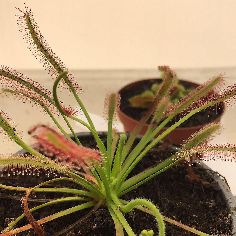 Drosera Capensis