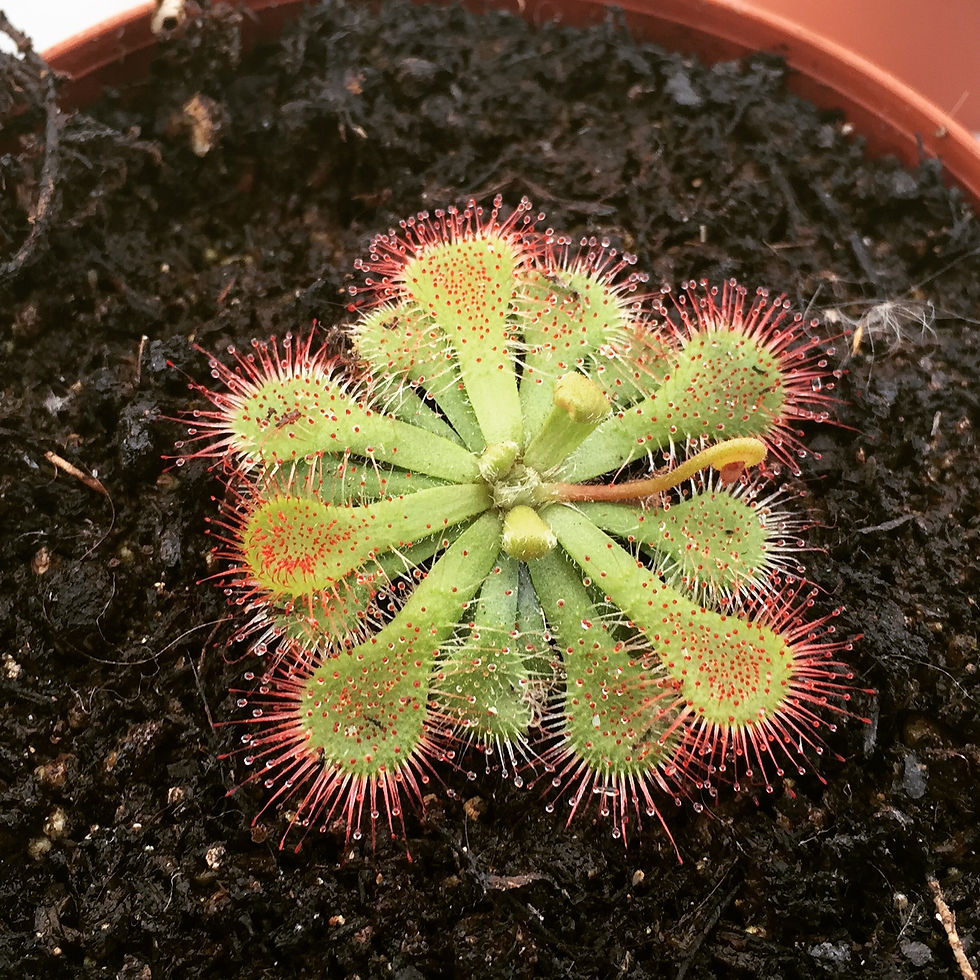 Drosera Japonica