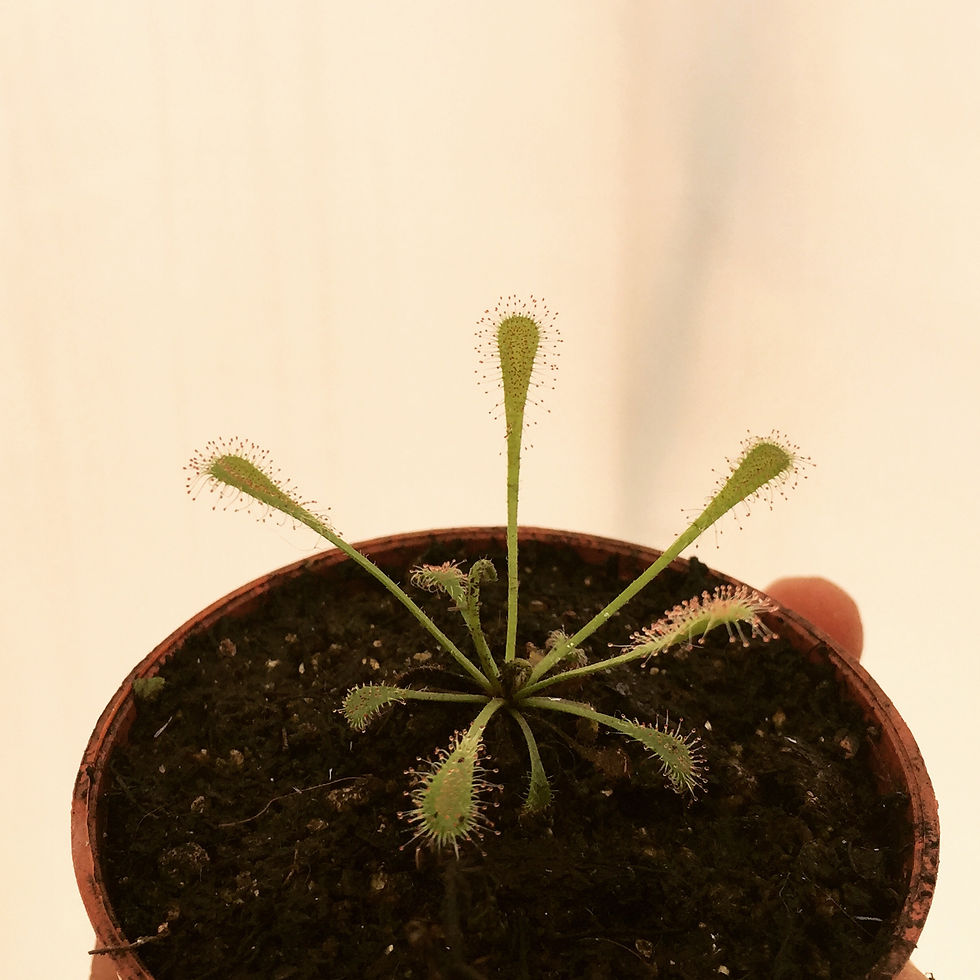 Drosera Nidiformis
