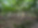 woods.jpg