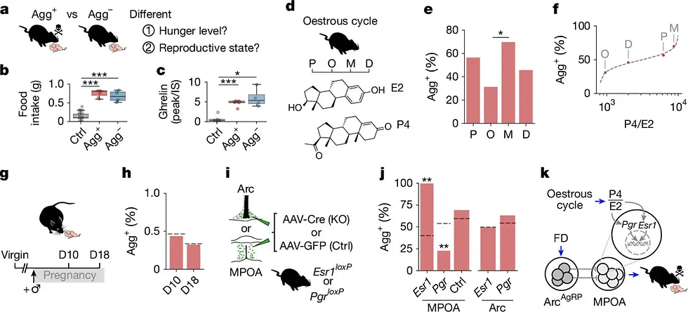 El hambre y las hormonas influyen conjuntamente en la conducta hacia las crías. Los gráficos muestran cómo el ayuno, los niveles hormonales y el ciclo reproductivo determinan si las hembras de ratón reaccionan con cuidado o agresión. La proporción entre progesterona y estradiol marca la probabilidad de que el hambre active la agresión. Créditos: Nature.