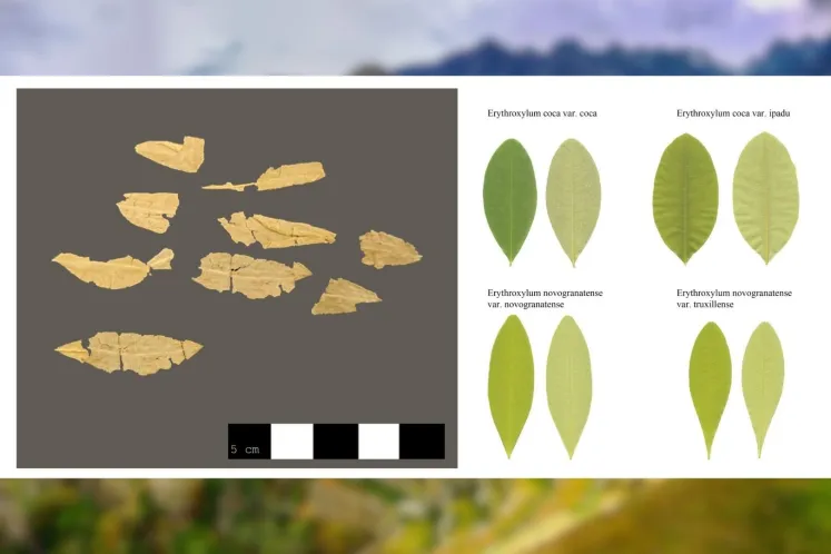 Las hojas de coca halladas junto a la Doncella y la morfología foliar de las especies del género Erythroxylum. Foto: Johnson et al. 2003.