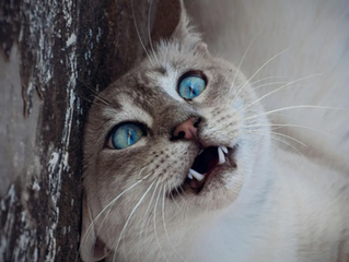 Un hallazgo sorprendente revela cómo los gatos podrían influir en nuestro cerebro más de lo que imaginamos