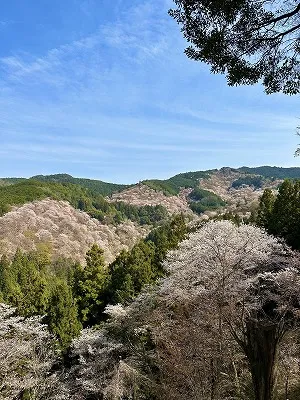 吉野桜