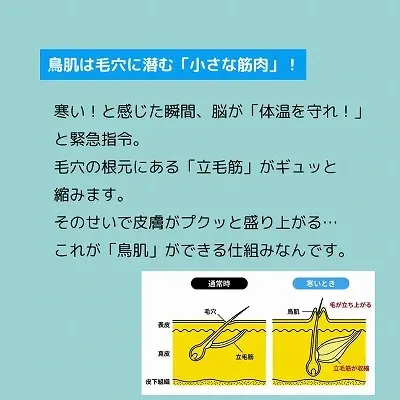 芦屋市で人気の整体院が解説する鳥肌の正体