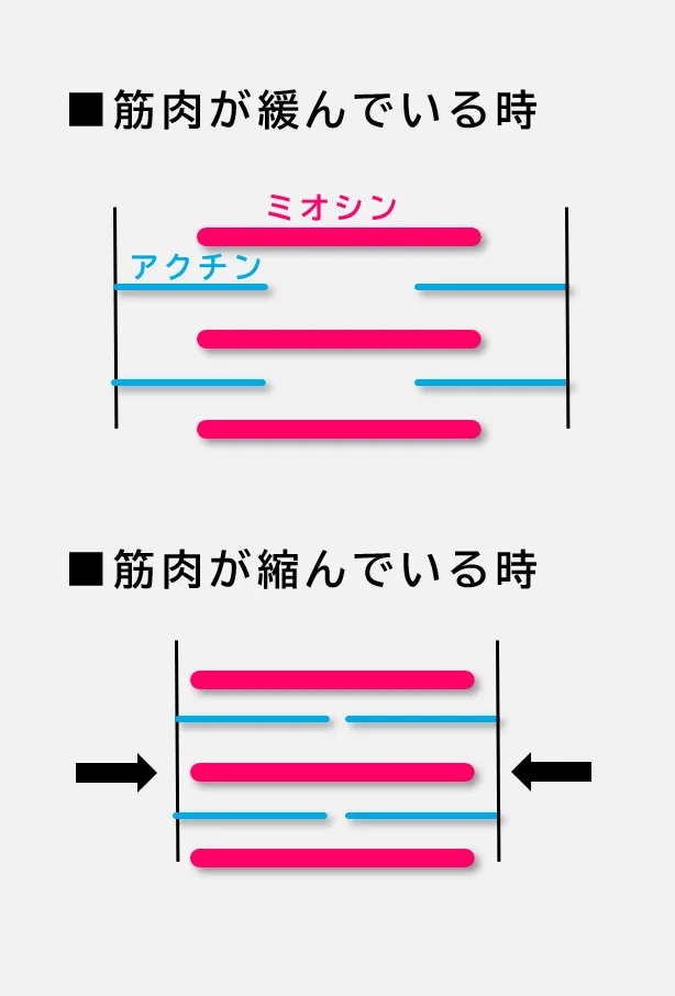 筋肉の緊張をほぐします