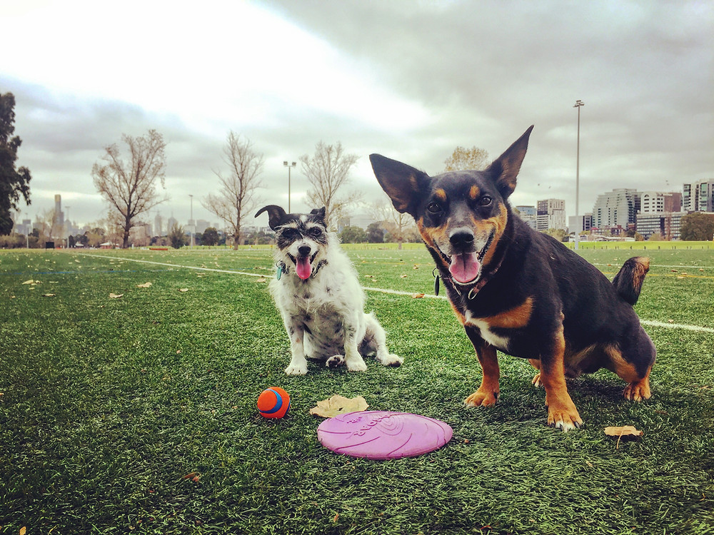 Fankie & Milo at Albert Park.