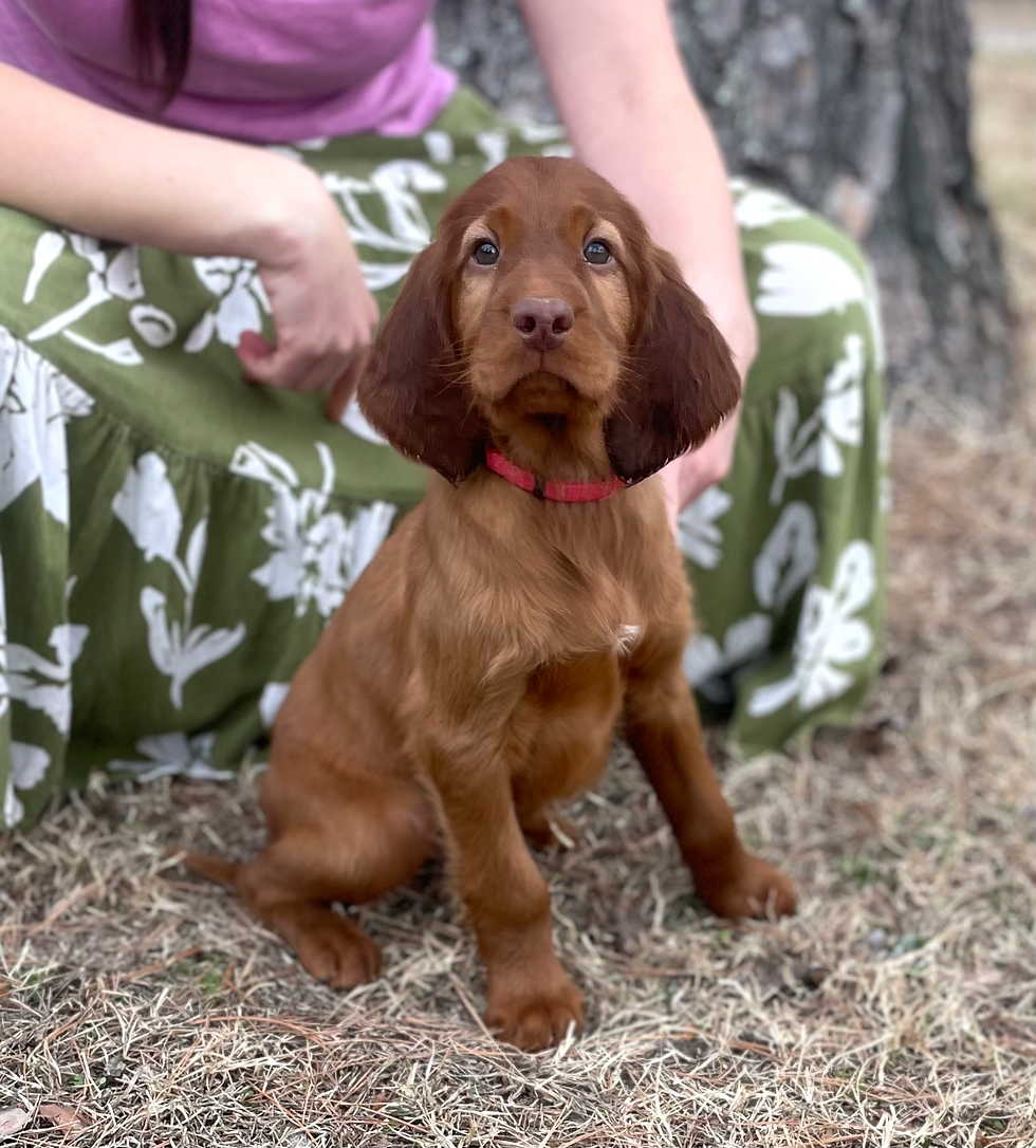 Irish setter male puppy