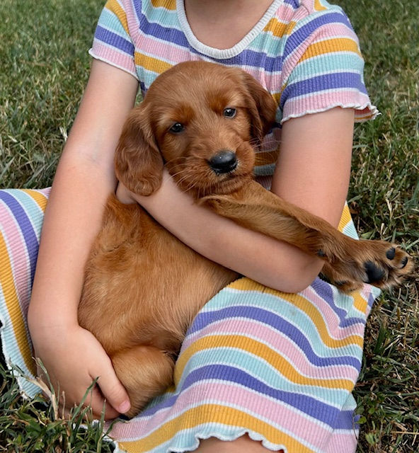 Irish setter female puppy