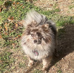 Coco