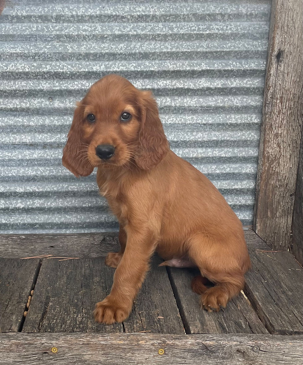 cute irish setter male puppy