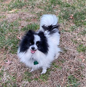 picture of a white and black pomeranian dog