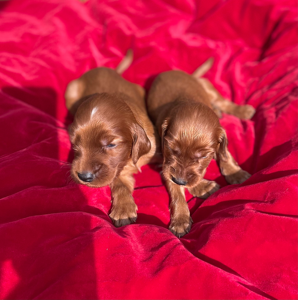 Irish Setting puppies for sale