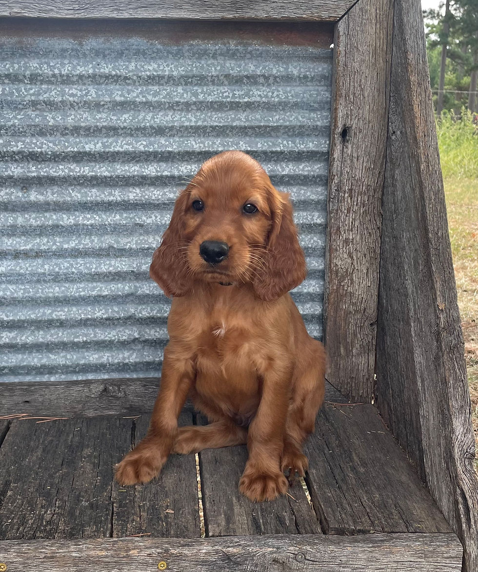 Irish setter puppy
