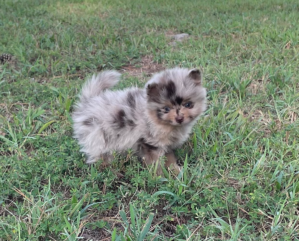 chocolate merle male pomeranian