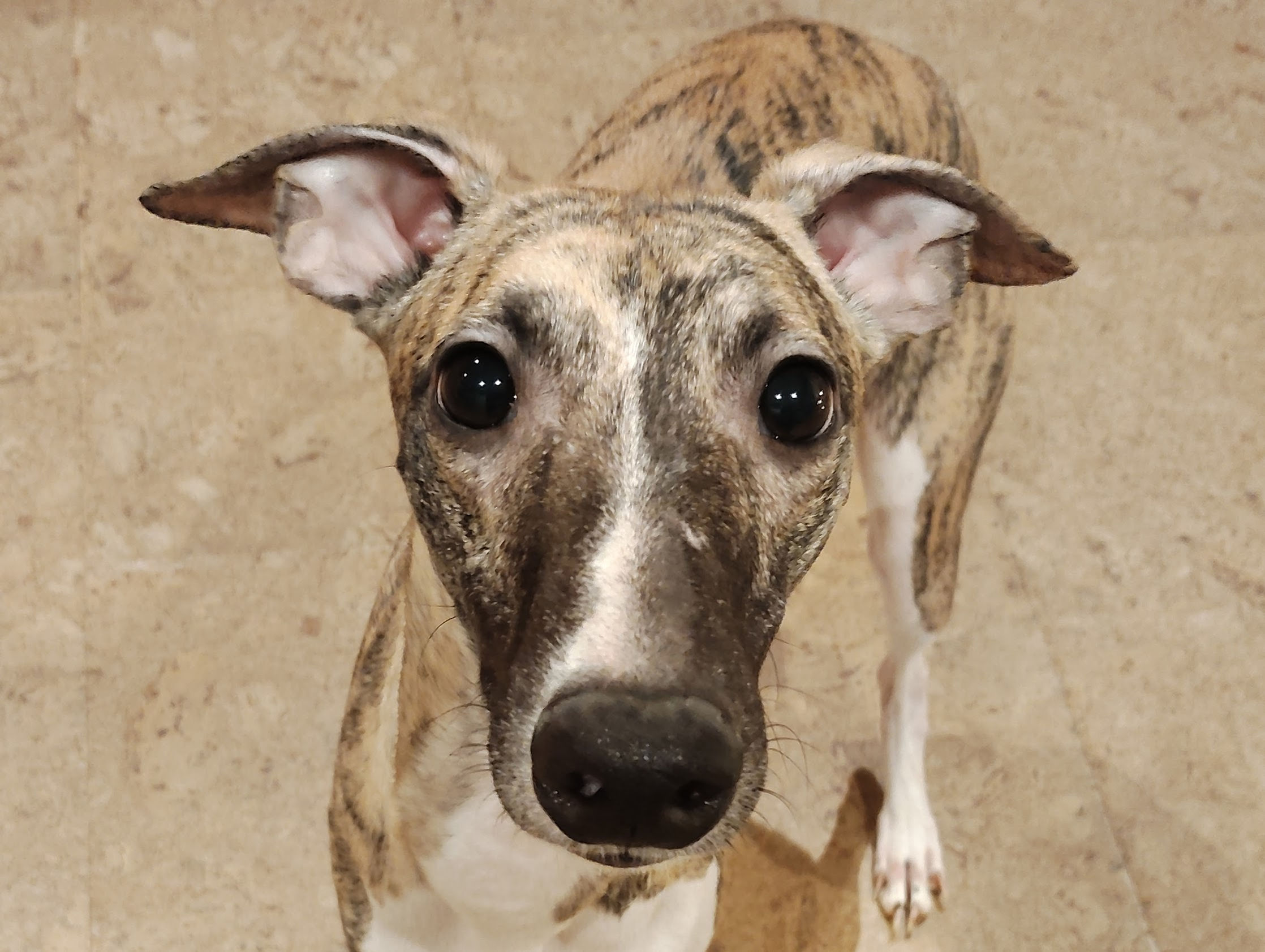 2024.2.4産まれ 長男 オーガニック飼育