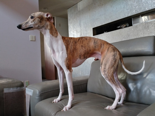 犬ブロンズ（ウィペット）68cm IMG_0143-2-700x525.jpg