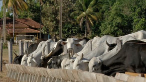 Suspensão da carne bovina para China pode causar prejuízo de R$ 500 milhões aos pecuaristas em MT