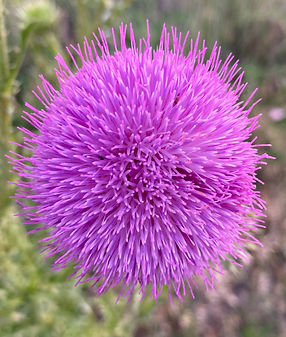 Purple Pincushion