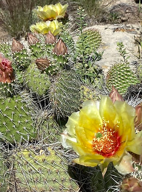 Cacti