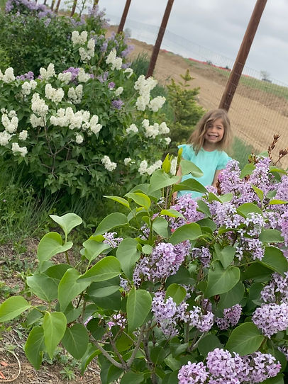 Lilac