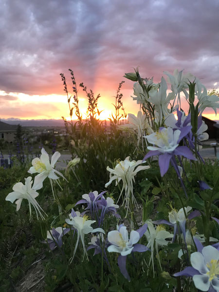 Columbine Sunset