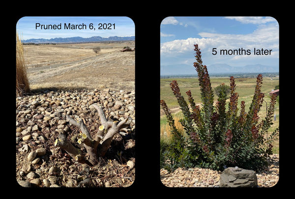 Growth