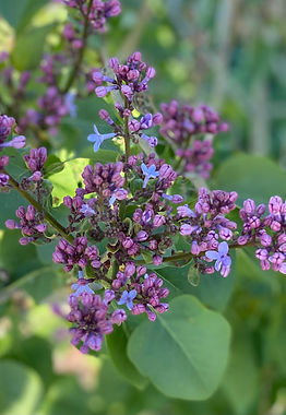 Lilac