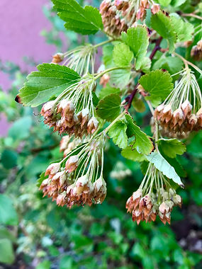 Amur Mapletree