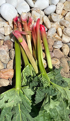 Rhubarb