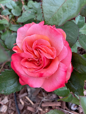 Chihuly Rose